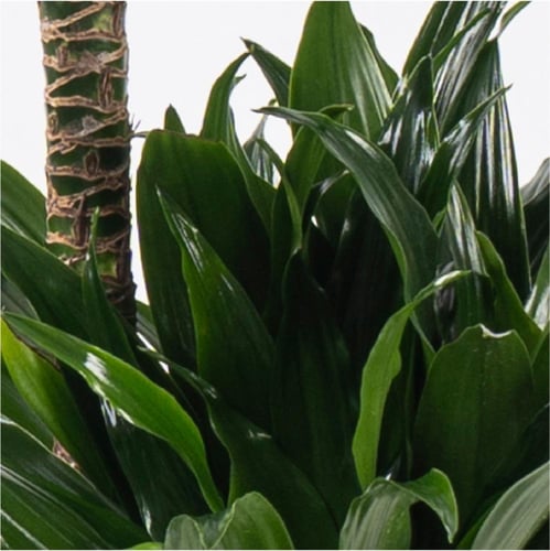 درايسينا كومبكتا - بإرتفاع 130 سم وعرض 24 سم