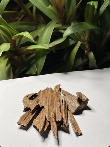 عود كلمنتان بونتيانك قديم