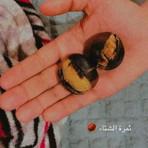 كستناء أبو فروة تركي 1 كيلو