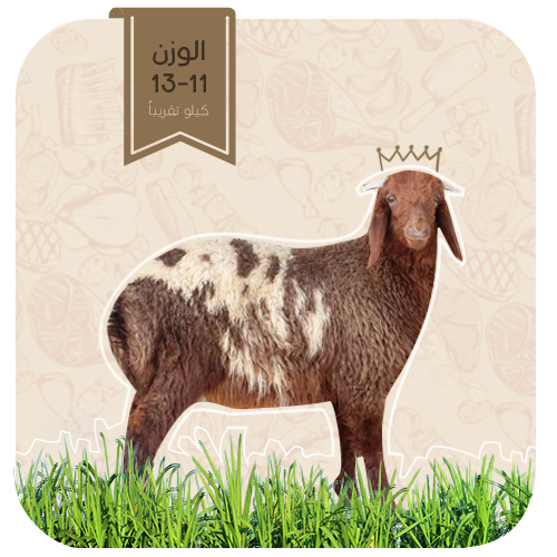 نعيمي - هرفي صغير (11-13كيلو)