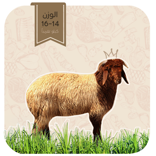 نعيمي - هرفي وسط (14-16كيلو)