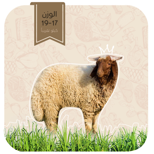 نعيمي - هرفي كبير (17-19كيلو)