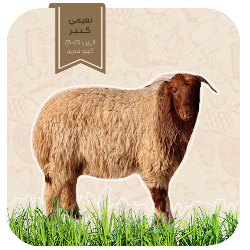 نعيمي-جذع كبير (24-26كيلو)