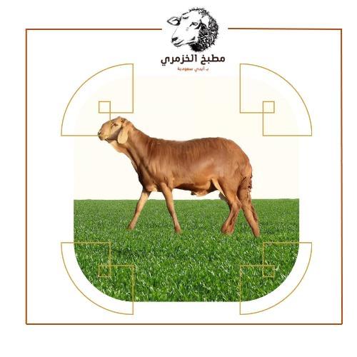 سواكني كبير