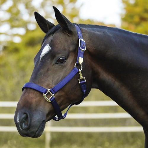 راسية خيل سبتة 2.5 سم دبل