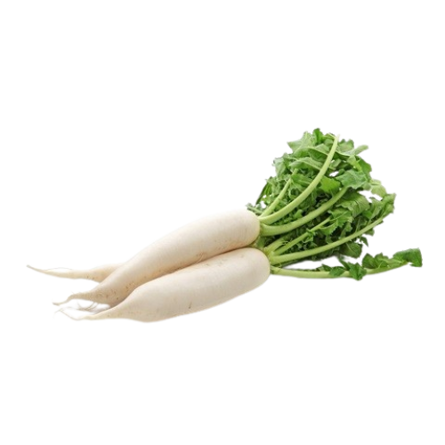 فجل ابيض