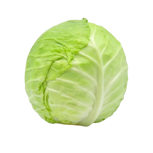 ملفوف