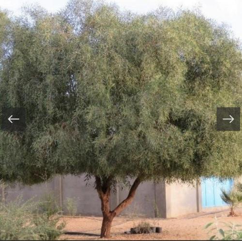 بذور الطلح الملحي