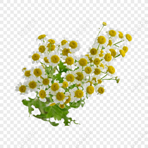 بذور البابونج