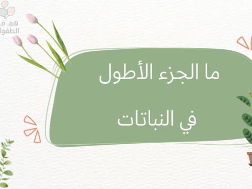 ما الجزء الأطول في النباتات؟
