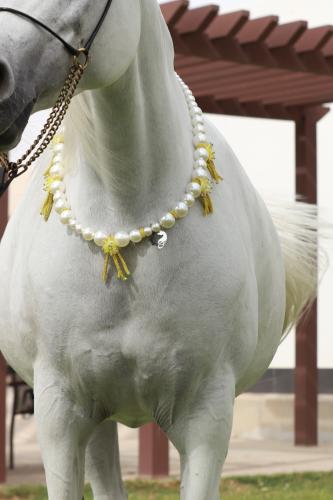 Horse accessory E7