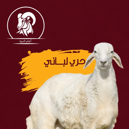خروف حري لباني من10 الي 12 ك