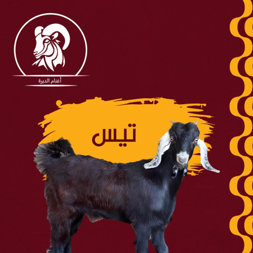 تيس بلدى 12 ك