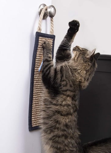 بيتلينكس لعبة القط المخالب المعلقة