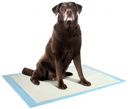 زولكس فوط تدريب نونية