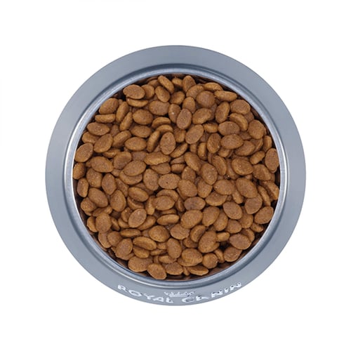 رويال كانين بيرشن طعام جاف للقطط الفارسية 400 جرام