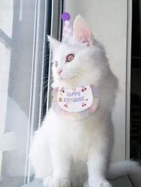 طقم الاحتفال للقطط والكلاب