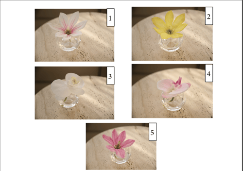 صينة توزيعات 12 فازه