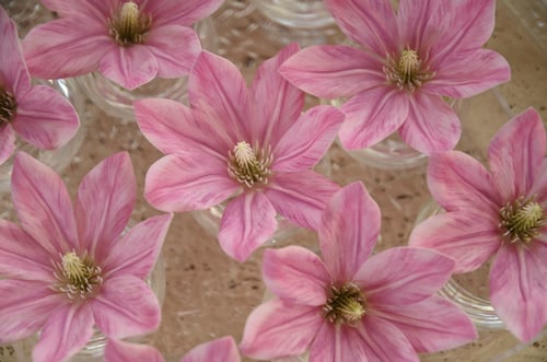 صينة توزيعات 12 فازه