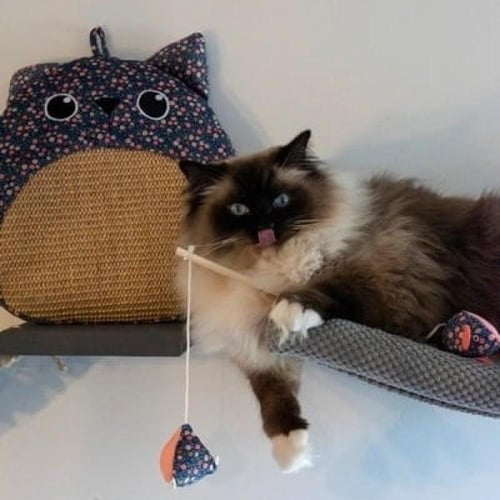 لعبة خداشة علي شكل قطة ملونه بالزهور الصغيرة من زو...