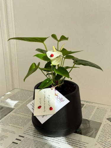 أنثوريوم الهدوء