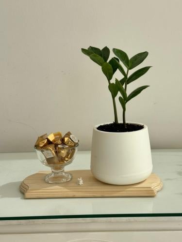 نبتة زاميا مع شوكولاتة رولز في قاعدة خشبية