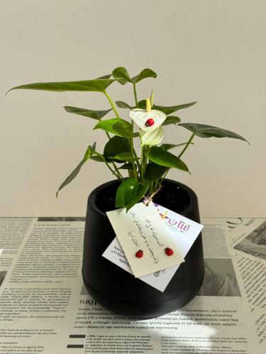 أنثوريوم الهدوء