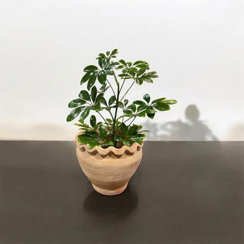 شفليرا في حوض فخار كلاسيك كبير جدًا