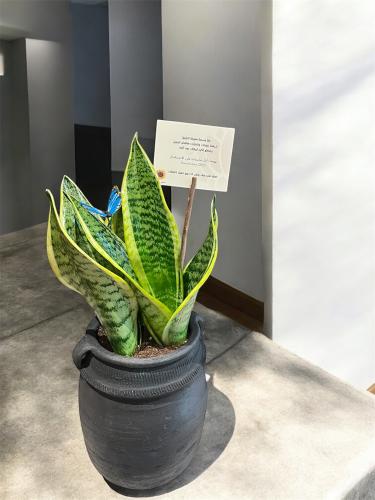 سانسفيرا في حوض فخار كبير