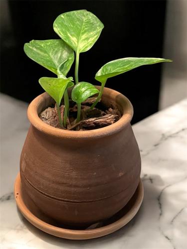 بوتس في حوض فخار وسط