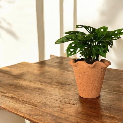 القفص الصدري في حوض فخار وسط