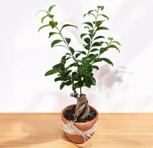 بونساي في حوض فخار صغير