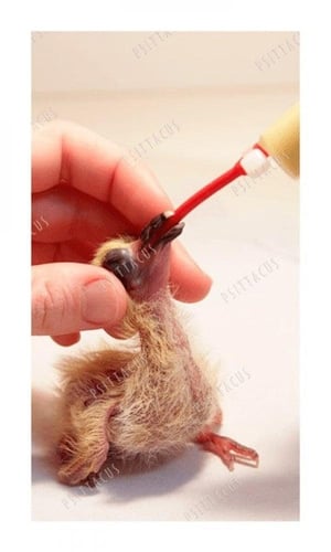 ابر غر حمراء ناعمه ولينه سيتاكوس PSITTACUS Red Sof...