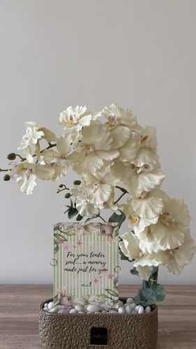 اوركيد حجم وسط