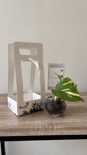 نبته بوتس صغير