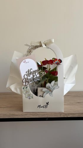 انترونيوم احمر ميلاد