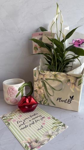 بكج White Whisper