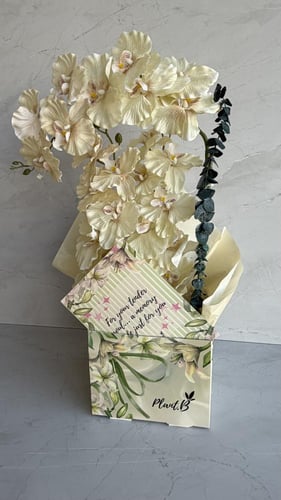 اوركيد حجم كبير