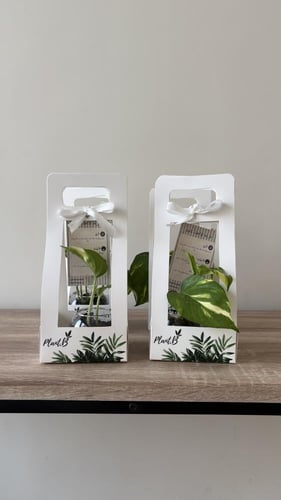 نبته بوتس صغير