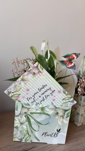 زنبق السلام ميلاد