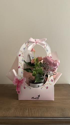 انترونيوم ميلاد قلب