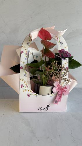 انترونيوم بينك ميلاد