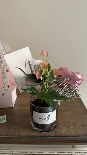 انترونيوم ميلاد قلب