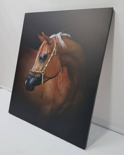 لوحة فنية للخيل العربي الاصيل