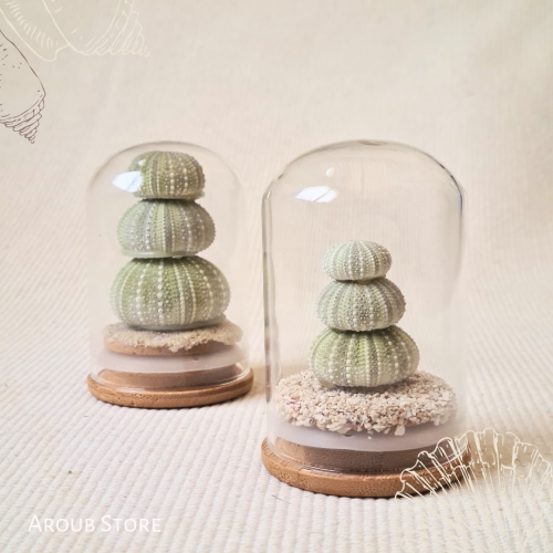 Sea urchin