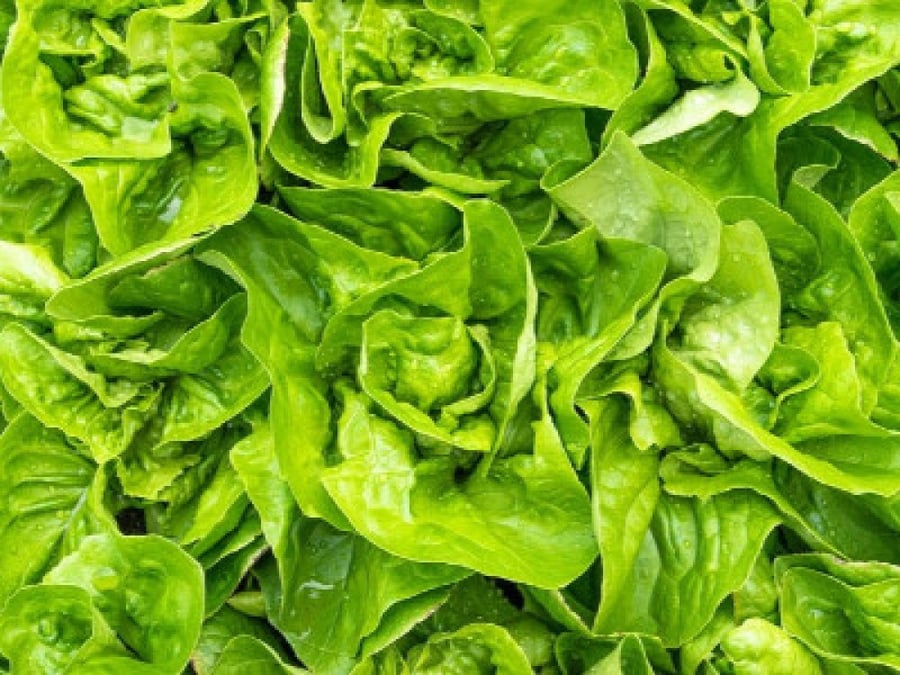 بذور الخس