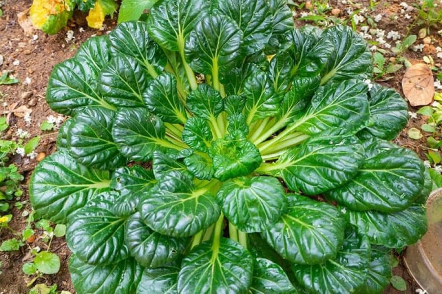 بذور بوك شوي تاستوي - Rosette Tatsoi Bok Choy Seeds