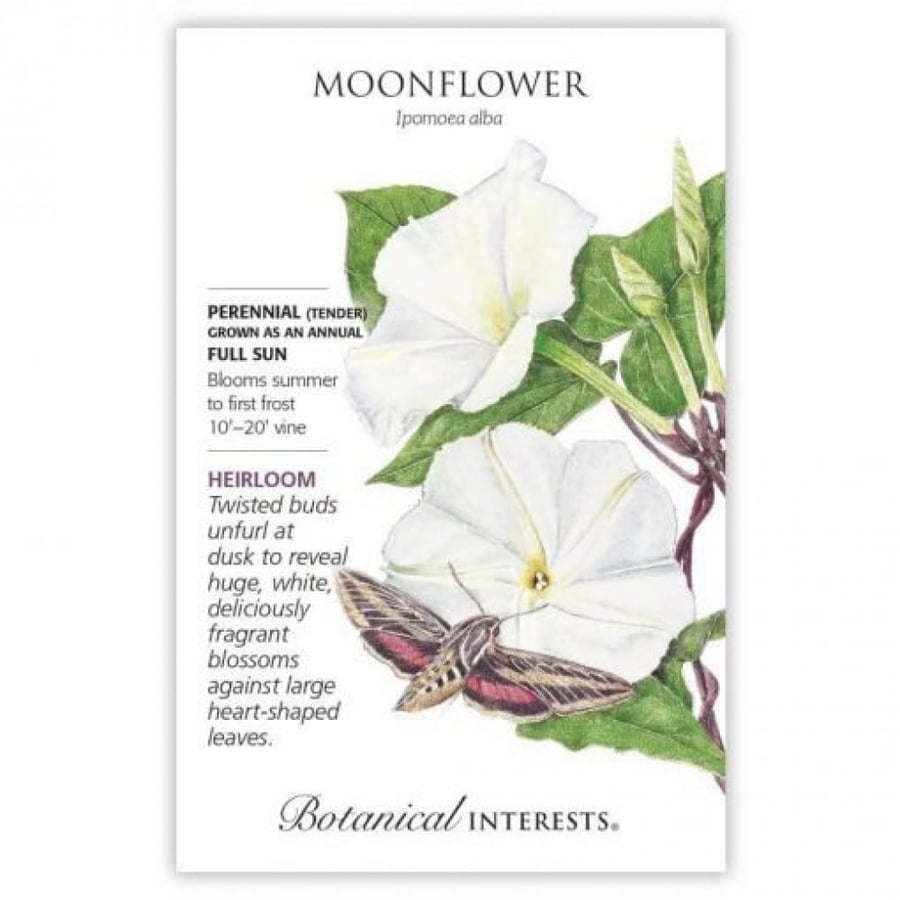 بذور زهرة القمر - Moonflower Seeds