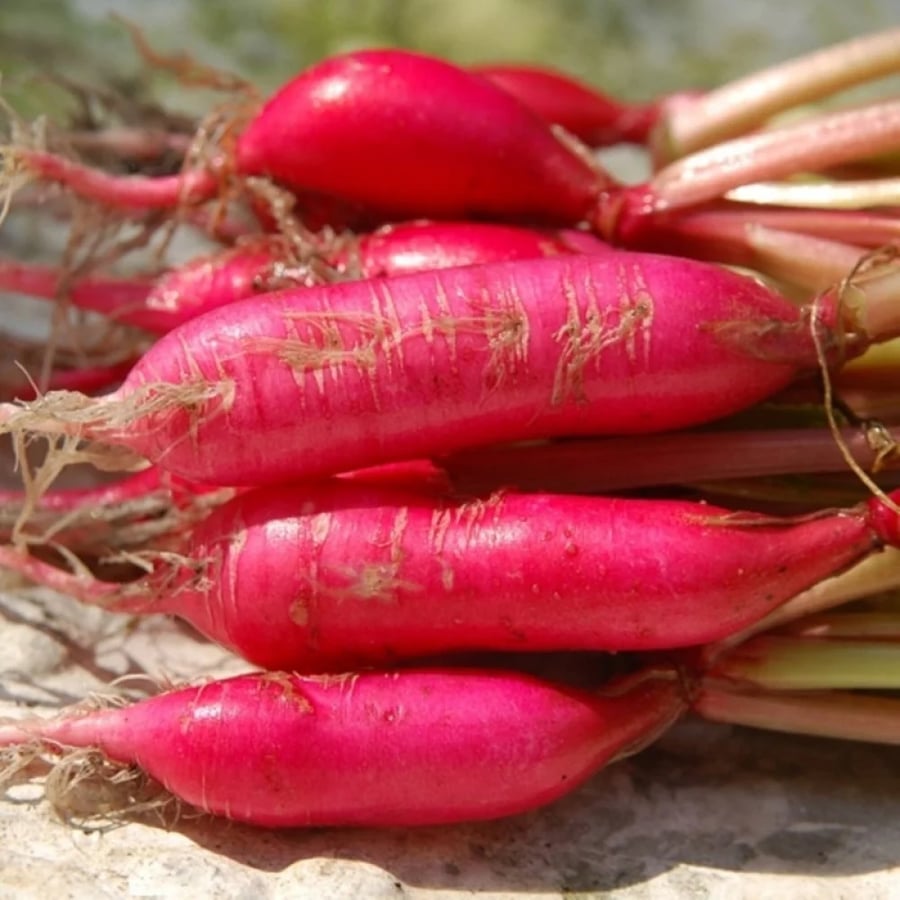 بذور فجل طويل (شمعة النار)