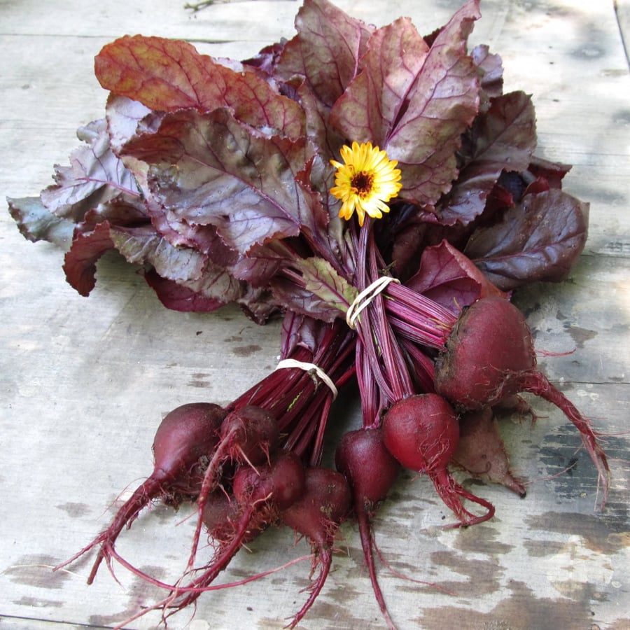 بذور شمندر أحمر - Bull's Blood Beet Seeds